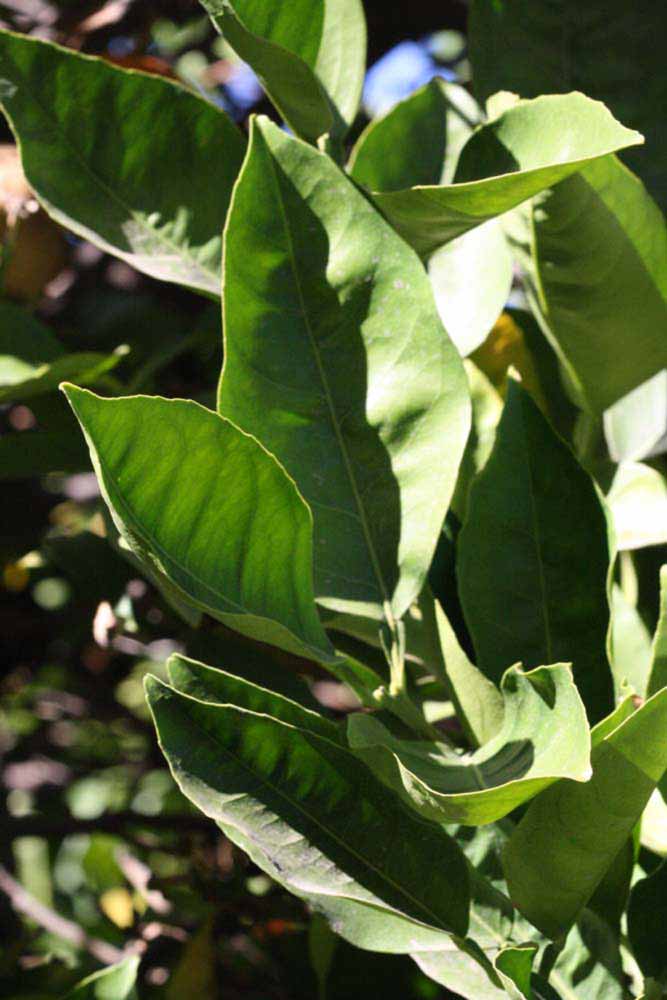            Sun leaves (Summer Workman, Riverside, CA)   